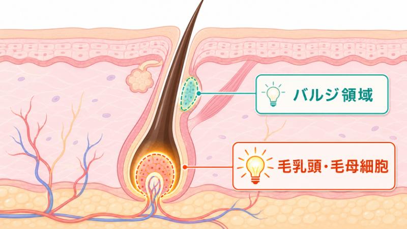1. IPL脱毛とSHR脱毛の根本的な違い